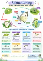 Vorschau - Poster - Schmetterling Entwicklung Lernposter - Deckblatt