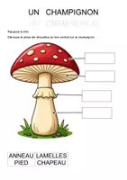Aperçu - Feuilles d'exercices - Les différentes parties du champignon (maternelle, CP, inclusion) - Page de couverture