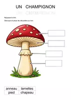 Aperçu - Feuilles d'exercices - Les différentes parties du champignon (maternelle, CP, inclusion) - Page 1