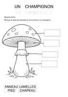 Aperçu - Feuilles d'exercices - Les différentes parties du champignon (maternelle, CP, inclusion) - Page 2