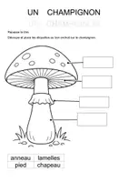 Aperçu - Feuilles d'exercices - Les différentes parties du champignon (maternelle, CP, inclusion) - Page 3