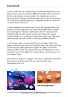Vorschau - Arbeitsblätter - Unterwasserwelt im Kindergarten Thema Meer Projekt Meerestiere Kita - Seite 3