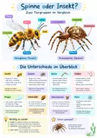 Vorschau - Poster - Spinne Insekt Unterschied Poster 4-5 - Deckblatt