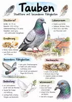 Vorschau - Arbeitsblätter - Lernplakat + Arbeitsblätter zum Thema "Taube" + Lösung & MP3 + Mindmap + Infografik - Deckblatt