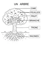 Aperçu - Feuilles d'exercices - Les différentes parties de l'arbre (maternelle, cycle 2) - Page 1