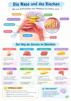 Vorschau - Arbeitsblätter - Biologie Mensch Klasse 7-10 Paket: Poster und Lernkarten - Seite 3