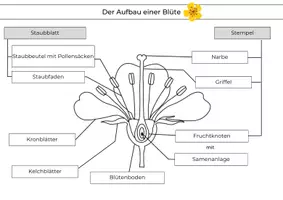 Vorschau - Arbeitsblätter - Aufbau und Funktionen einer Blüte – Materialpaket mit Beschriftung, Zuordnung und Lösungen | Biologie Klasse 5/6 - Seite 1