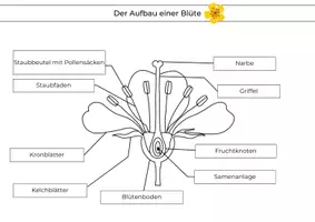 Vorschau - Arbeitsblätter - Aufbau und Funktionen einer Blüte – Materialpaket mit Beschriftung, Zuordnung und Lösungen | Biologie Klasse 5/6 - Seite 2