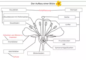 Vorschau - Arbeitsblätter - Aufbau einer Blüte – Beschriftungsarbeitsblatt mit Lösung | Biologie Klasse 5/6 - Seite 2