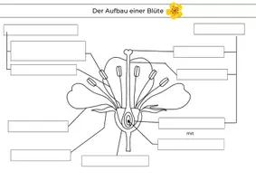 Vorschau - Arbeitsblätter - Aufbau einer Blüte – Beschriftungsarbeitsblatt mit Lösung | Biologie Klasse 5/6 - Seite 3
