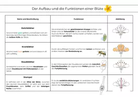 Vorschau - Arbeitsblätter - Aufbau und Funktionen einer Blüte – Zuordnungsaufgaben mit Lösung (Klasse 5/6) - Deckblatt