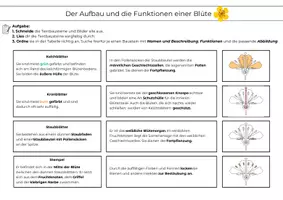 Vorschau - Arbeitsblätter - Aufbau und Funktionen einer Blüte – Zuordnungsaufgaben mit Lösung (Klasse 5/6) - Seite 2