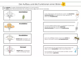 Vorschau - Arbeitsblätter - Aufbau und Funktionen einer Blüte – Zuordnungsaufgaben mit Lösung (Klasse 5/6) - Seite 3