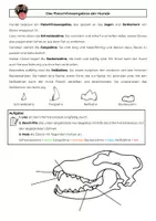 Vorschau - Arbeitsblätter - Das Fleischfressergebiss des Hundes – Beschriftungsarbeitsblatt mit Infotext und Lösung | Biologie Klasse 5/6 - Deckblatt
