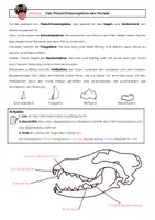 Vorschau - Arbeitsblätter - Das Fleischfressergebiss des Hundes – Beschriftungsarbeitsblatt mit Infotext und Lösung | Biologie Klasse 5/6 - Seite 1