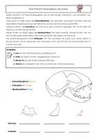 Vorschau - Arbeitsblätter - Das Fleischfressergebiss der Katze – Arbeitsblatt mit Infotext und Lösung | Biologie Klasse 5/6 - Deckblatt