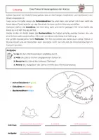 Vorschau - Arbeitsblätter - Das Fleischfressergebiss der Katze – Arbeitsblatt mit Infotext und Lösung | Biologie Klasse 5/6 - Seite 1