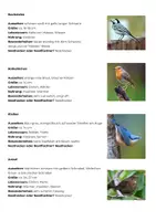 Vorschau - Arbeitsblätter - Vogelsteckbriefe – Heimische Vögel erforschen und Steckbrief erstellen | Biologie Klasse 5/6 - Seite 2