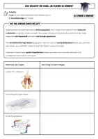 Vorschau - Arbeitsblätter - Warum können Vögel fliegen? – 4 Arbeitsblätter zu den Angepasstheiten an das Fliegen (Klasse 5/6, mit Lösungen) - Seite 1