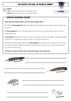 Vorschau - Arbeitsblätter - Warum können Vögel fliegen? – 4 Arbeitsblätter zu den Angepasstheiten an das Fliegen (Klasse 5/6, mit Lösungen) - Seite 3