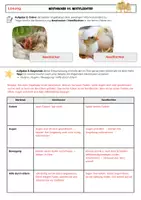 Vorschau - Arbeitsblätter - Vögel: Nesthocker und Nestflüchter / Arbeitsblatt mit Lösung (Klasse 5/6) - Seite 1