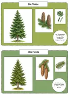 Vorschau - Poster - Nadelbäume Infokarten / Aushang / Wald / Sachunterricht - Seite 3