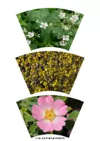 Vorschau - Präsentationen/Tafelbilder - Legekreis - Sträucher der Hecke - Sachunterricht Jgst.2 - Seite 3
