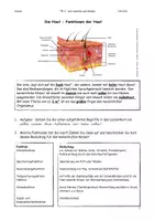 Vorschau - Arbeitsblätter - Abl. Funktionen der Haut und Hauttypen mit Lösung - Seite 2