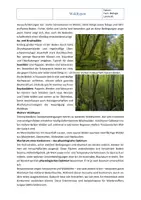 Vorschau - Arbeitsblätter - Ökosystem Wald: Waldtypen – Arbeitsblatt mit Lösung | Klasse 7/8 - Seite 2