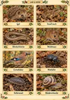 Vorschau - Spiele - Ellys großes Tarnlabor – Tarnung entdecken mit 40 Tierkarten - Seite 2