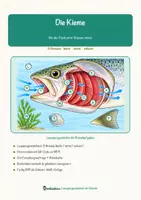 Vorschau - Arbeitsblätter - Die Kieme – Lesespurgeschichte mit Rätselaufgaben (Klasse 8) - Deckblatt
