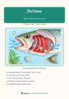 Vorschau - Arbeitsblätter - Die Kieme – Lesespurgeschichte mit Rätselaufgaben (Klasse 8) - Seite 1