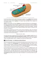 Vorschau - Stundenentwürfe - Atmungskette & ATP-Synthase – Chemiosmose und Entkopplung | Biologie Q1 | mit Lösungen - Seite 3