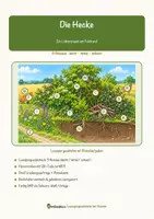 Vorschau - Arbeitsblätter - Die Hecke – Lesespurgeschichte mit Rätselaufgaben (Klasse 8) - Seite 1