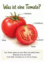 Vorschau - Unterrichtsreihen - Tomaten entdecken – Sachprojekt für Kinder - Seite 2