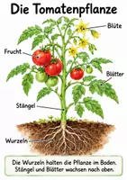 Vorschau - Unterrichtsreihen - Tomaten entdecken – Sachprojekt für Kinder - Seite 3