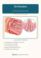 Vorschau - Arbeitsblätter - Der Dünndarm – Lesespurgeschichte mit Rätselaufgaben (Klasse 8) - Seite 1