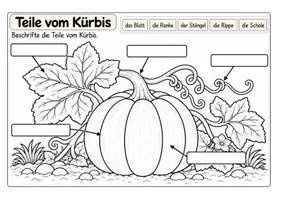 Vorschau - Arbeitsblätter - Teile des Kürbisses - Arbeitsblätter zum Beschriften - Seite 1