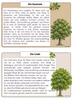 Vorschau - Poster - Laubbäume Infokarten/ Auhang/ Wald / Sachunterricht - Seite 1