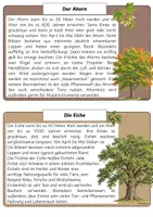 Vorschau - Poster - Laubbäume Infokarten/ Auhang/ Wald / Sachunterricht - Seite 2