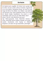 Vorschau - Poster - Laubbäume Infokarten/ Auhang/ Wald / Sachunterricht - Seite 3