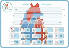 Vorschau - Spiele - Herz Anatomie – digitales Domino Spiel für Computer & iPad - Seite 2