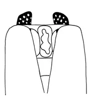 Vorschau - selbst erstellte Cliparts/Grafiken - Menstruation / Periode - Cliparts - Seite 2