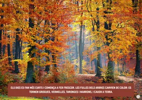 Vista previa - Fichas informativas / Documentos de lectura - llibre secrets de tardor - página 3