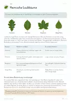 Vorschau - Unterrichtsreihen - Laubbäume im Jahreslauf – großes Biologie-Gesamtpaket | Baumarten, Fotosynthese, Jahresringe & Jahreszeiten - Seite 3