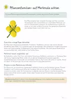Vorschau - Unterrichtsreihen - Pflanzenfamilien & Artenkenntnis – großes Biologie-Gesamtpaket | Blütenmerkmale, Bestimmung & Pflanzenvielfalt - Seite 3