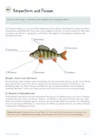 Vorschau - Unterrichtsreihen - Fische & Leben im Wasser – Biologie Gesamtpaket | Körperbau, Kiemen, Auftrieb, Wanderfische & Gewässerschutz - Seite 3