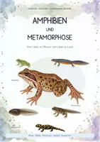Vorschau - Unterrichtsreihen - Amphibien & Metamorphose – Biologie Gesamtpaket | Frosch, Kaulquappe, Atmung, Entwicklung & Amphibienschutz - Deckblatt