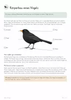 Vorschau - Unterrichtsreihen - Vögel & Fliegen – Biologie Gesamtpaket | Federn, Auftrieb, Vogelskelett, Atmung, Brutpflege & Vogelzug - Seite 3