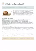 Vorschau - Unterrichtsreihen - Wirbellose Tiere im Überblick – Biologie Gesamtpaket | Baupläne, Tiergruppen, Metamorphose, Bestimmung & Ökologie - Seite 3